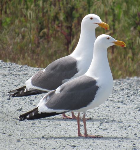 Gull ID Tips, Plus a Hybrid Gull (as if gull identification could ...