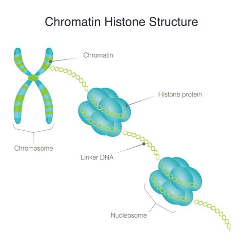 Chromatin histone structure 9830306 Vector Art at Vecteezy