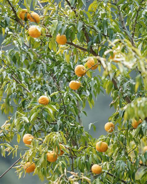 Nothing Compares to Yuzu | The New Yorker