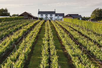 Llanerch Vineyard - Welsh Wine Week | Wythnos Gwin Cymru