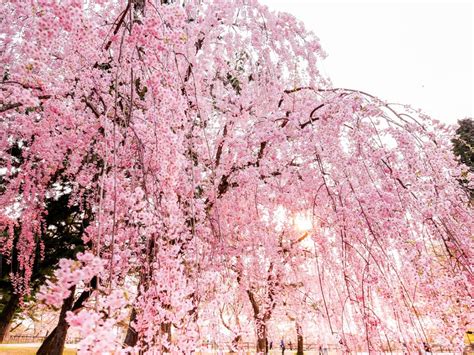 Pruning A Weeping Cherry Tree: How To Trim Weeping Cherry Trees