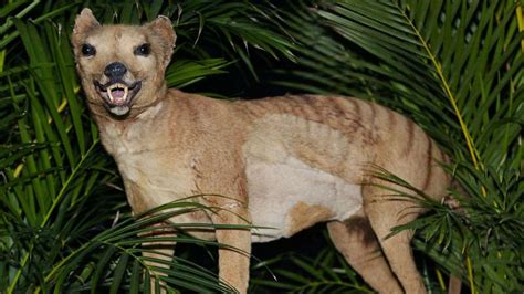 Sightings of Tasmanian tiger, thought to be extinct for 80 years ...