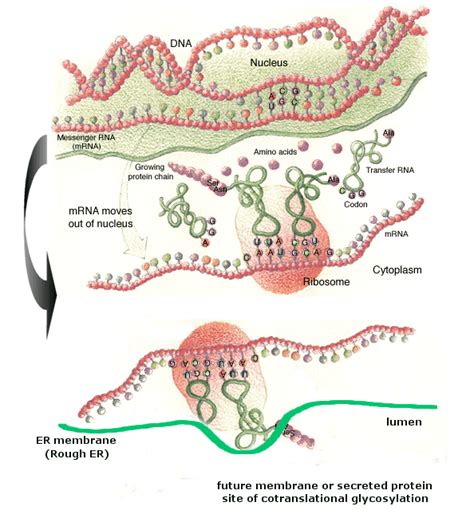 BC Online: 3D - Glycoproteins