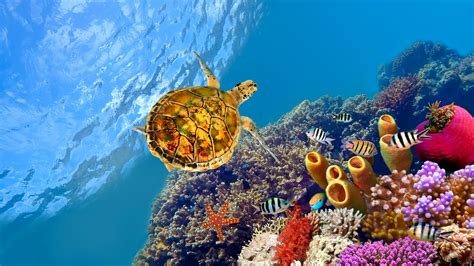 Great Barrier Reef Turtle 4K Wallpapers - Wallpaper Cave