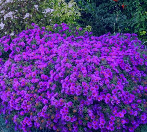 Asters: Growing Tips for Autumn's Favorite Perennial - Powerful Perennials