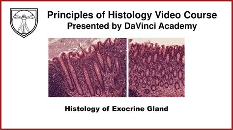 Histology of Exocrine Gland [Epithelium 7 of 7] - YouTube