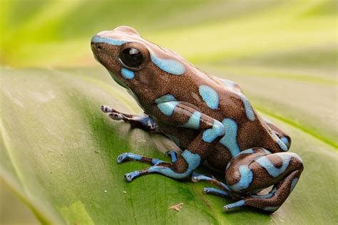 8 Poison Dart Frog Species That You Can Keep at Home - Reptile Advisor