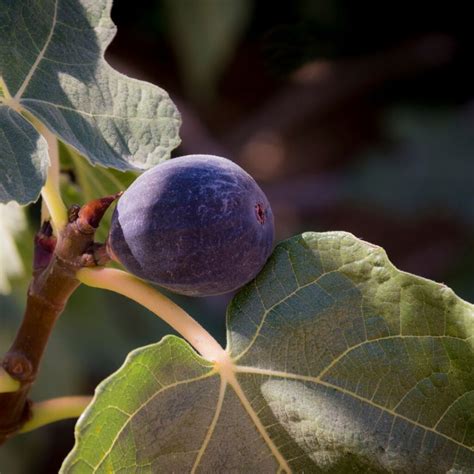 How To Grow A Fig Tree From A Cutting - Rabbit Meat For Sale Online