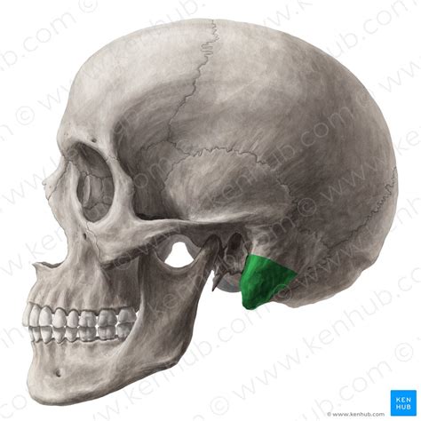 Mastoid process: Anatomy, function and attachments | Kenhub