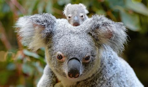 Australia zoo introduces its first baby koala for the season ...