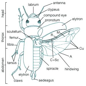 Beetle Wings Anatomy