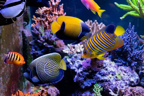 Do you think regal angelfish are reef safe? | Reef2Reef