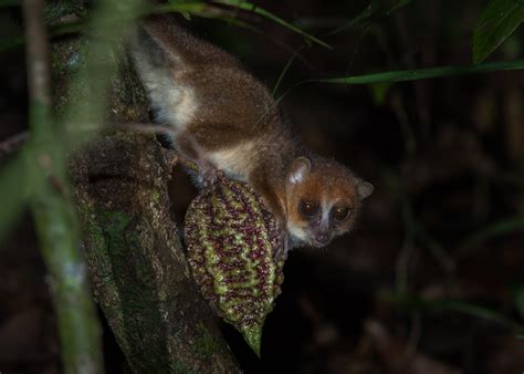 Brown Mouse Lemur | Sean Crane Photography