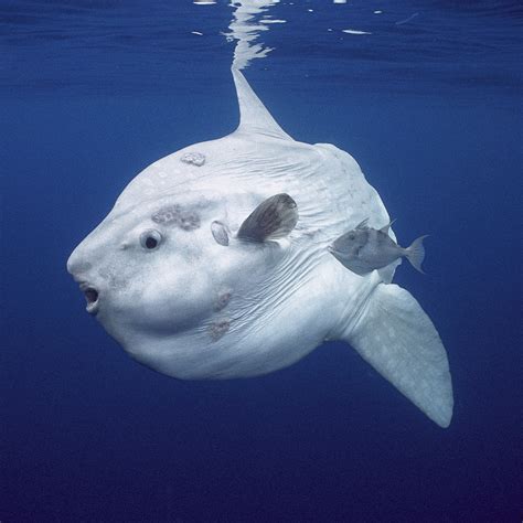 Ocean Sunfish | VS Battles Wiki | Fandom