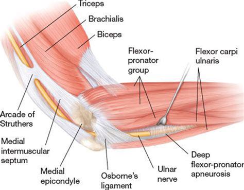 Anatomy-of-Elbow - Core Physiotherapy