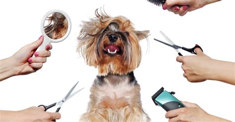 The Best Dog Grooming Tools (And How to Use Them)