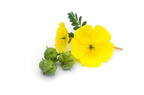 Tribulus Terrestris Extract | Extract | Naturasa