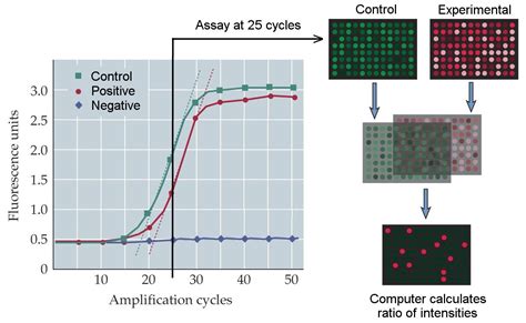 Real Time Pcr Diagram