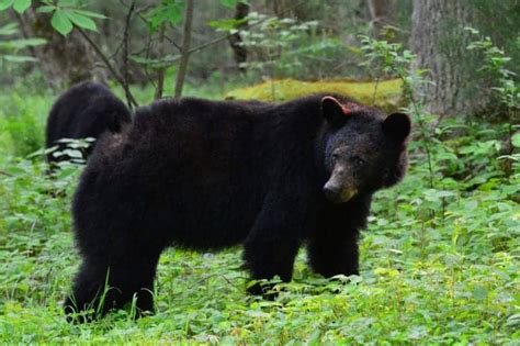 5 of the Best Places to See Smoky Mountain Wildlife