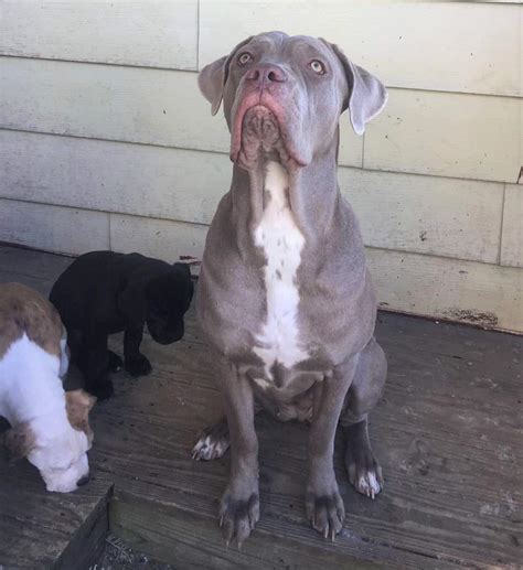 Cane Corso Colors: All Colors Explained (With Pictures)