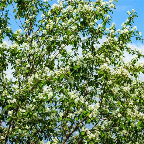 Autumn Brilliance Serviceberry Trees for Sale– FastGrowingTrees.com