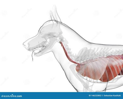 A dogs internal organs stock illustration. Illustration of liver ...