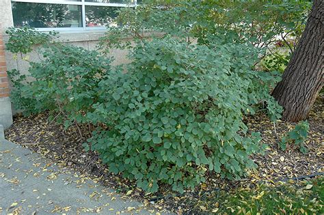 Sweetberry Honeysuckle (Lonicera caerulea var. edulis) in Strathmore ...