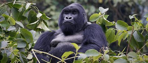 Mountain Gorilla | African Wildlife Foundation