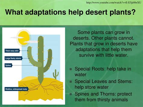 PPT - Habitats and Adaptations PowerPoint Presentation, free download ...