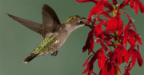 Top 10 Best Hummingbird Flowers for Attracting Birds 2023 ...