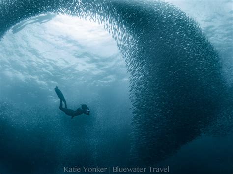 Diving In Cebu December | Kids Matttroy