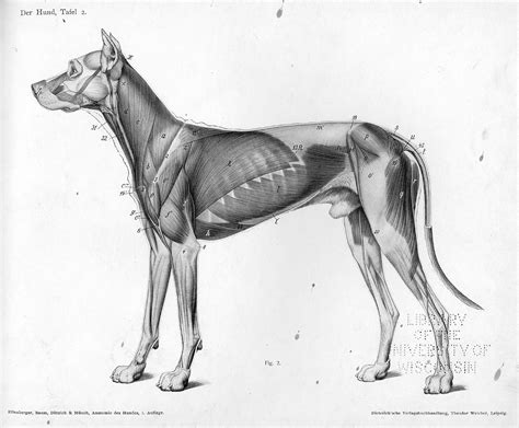 dog anatomy | Dog anatomy, Dog sculpture, Animal drawings