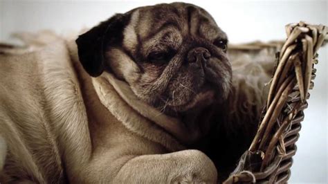 This Pug Documentary is a MUST WATCH for All Pug Lovers