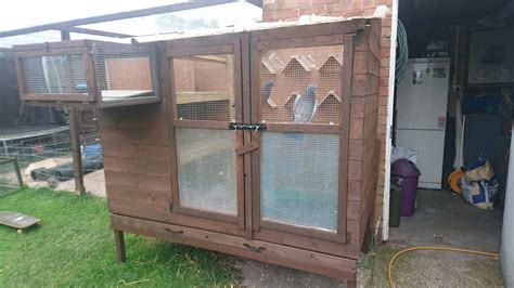 Pigeon loft build | BackYard Chickens - Learn How to Raise Chickens