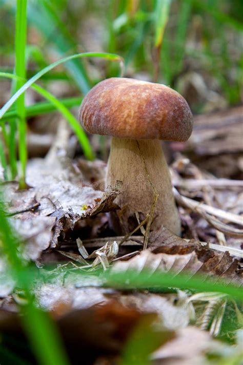 Boletus Mushroom in the Wild. Porcini Mushroom Grows on the Forest ...