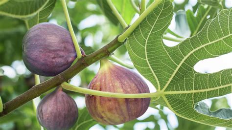 How to Plant, Grow and Prune Fig Trees - Bunnings New Zealand