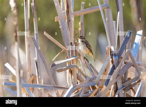 Small song bird Sedge warbler, Europe wildlife Stock Photo - Alamy