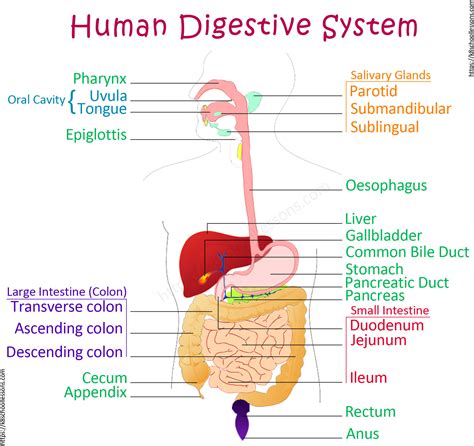 Digestive System Worksheet Answer Key