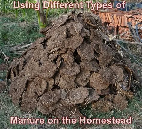 Using Different Types of Manure on the Homestead - The Homestead Survival