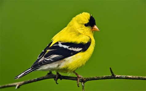 island life- in a monastery: THE GOLDFINCH- SAVIOR BIRD