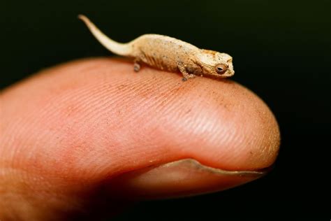 What Is The Smallest Animal Known To Man at Harry Ward blog