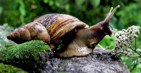 Giant African Land Snail Animal Facts | Achatina fulica - Wiki Point