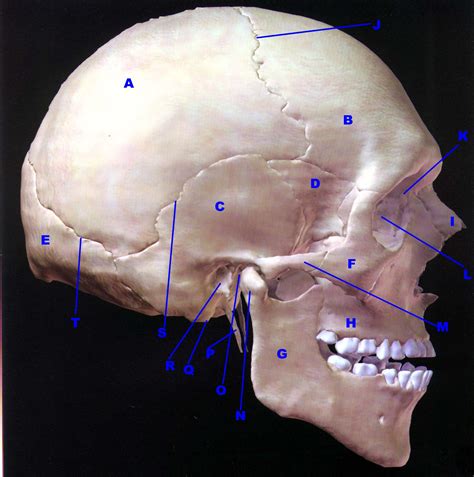 Lateral View of Skull