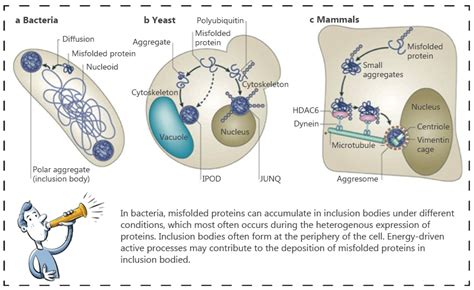 Inclusion Body Purification & Protein Refolding - Profacgen