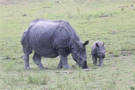 Mother Rhino with Baby Rhino - PixaHive