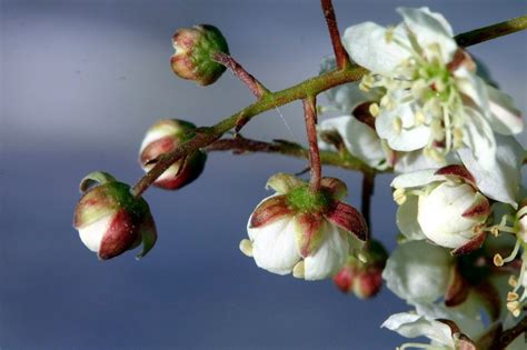 Sepal: The part of a flower that lies below the petals. | Botany word ...