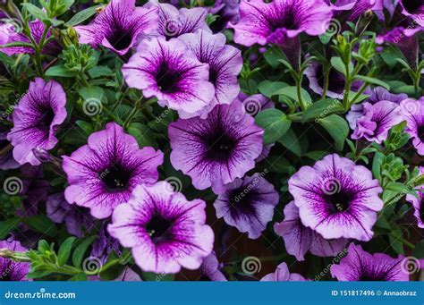 Bouquet of Purple Petunias in a Flower Pot Stock Photo - Image of pink ...