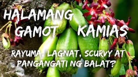 Halamang Gamot para sa Rayuma, Lagnat at Pangangati ng Balat. - YouTube