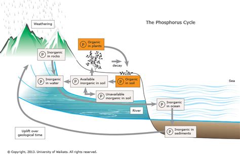 The phosphorus cycle — Science Learning Hub