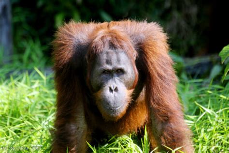 Bornean orangutan declared 'critically endangered' as forests shrink